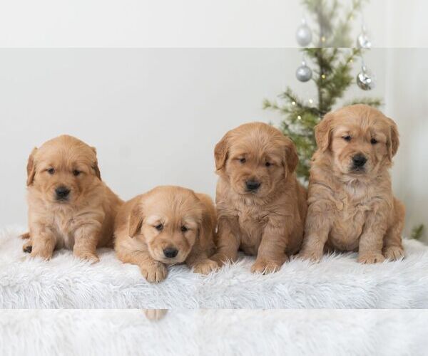 Medium Photo #3 Golden Retriever Puppy For Sale in NEWPORT, PA, USA