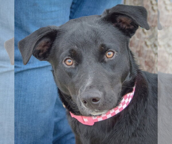 Medium Photo #4 Border Collie-Unknown Mix Puppy For Sale in Huntley, IL, USA