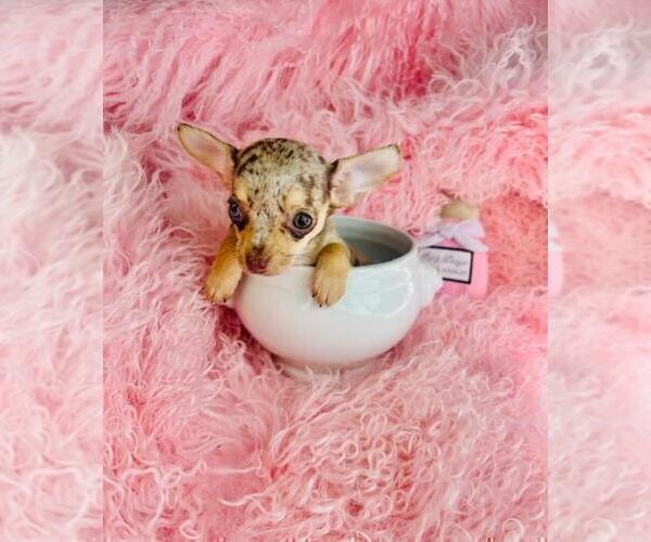 Medium Photo #1 Chihuahua Puppy For Sale in BOSTON, MA, USA