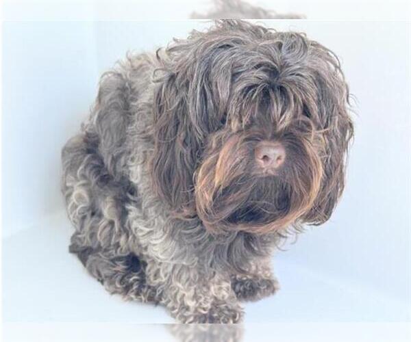 Medium Photo #1 Shih Tzu-Unknown Mix Puppy For Sale in Houston, TX, USA