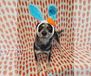 Jocky PENDING - Male Mutt Dog for Adoption - Photo #10