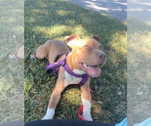 American Pit Bull Terrier-Unknown Mix Dogs for adoption in Oakhurst, NJ, USA