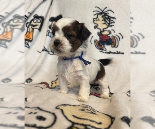 Medium Photo #1 Zuchon Puppy For Sale in NEW YORK MILLS, MN, USA