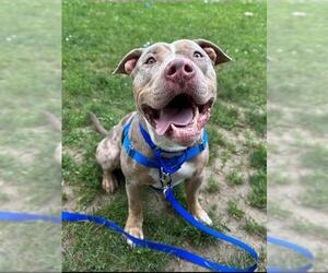 American Pit Bull Terrier Dogs for adoption in Boston, MA, USA