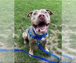 Small American Pit Bull Terrier