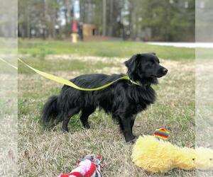 Dachshund-Unknown Mix Dogs for adoption in Yardley, PA, USA