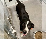 Small Labrador Retriever Mix