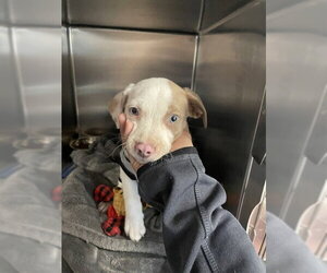 American Pit Bull Terrier-Unknown Mix Dogs for adoption in Tallahassee, FL, USA