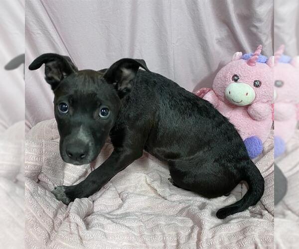 Medium Photo #1 Mutt Puppy For Sale in Modesto, CA, USA
