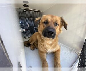 Chow Chow-Golden Retriever Mix Dogs for adoption in Houston, TX, USA