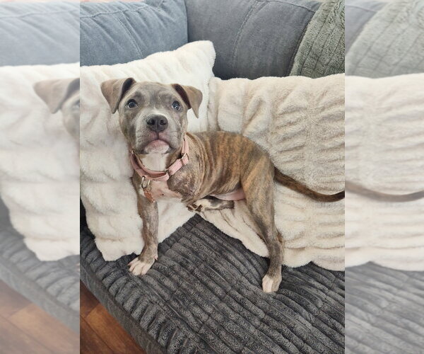 Medium Photo #4 Mutt Puppy For Sale in Minneapolis, MN, USA