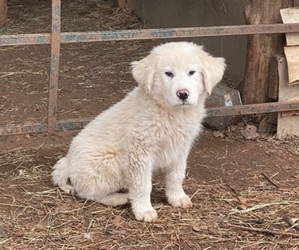 Great Pyrenees Dogs for adoption in COYLE, OK, USA