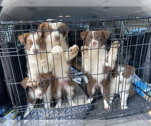 Border-Aussie Puppy for sale in IRVINGTON, AL, USA