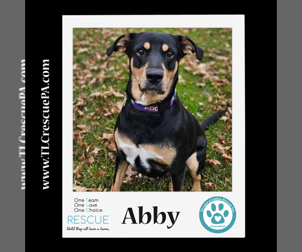 Medium Photo #5 Mutt Puppy For Sale in Kimberton, PA, USA