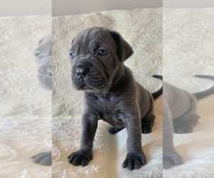 Cane Corso Puppy for sale in PORTER RANCH, CA, USA