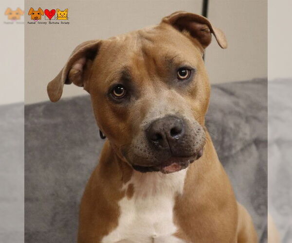 Medium Photo #2 Mutt Puppy For Sale in Center Township, PA, USA