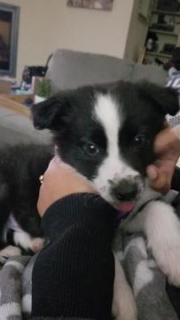 Medium Photo #1 Border Collie Puppy For Sale in NORTH PLAINS, OR, USA
