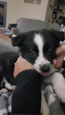 Border Collie Puppy for sale in NORTH PLAINS, OR, USA