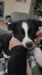 Small Photo #1 Border Collie Puppy For Sale in NORTH PLAINS, OR, USA