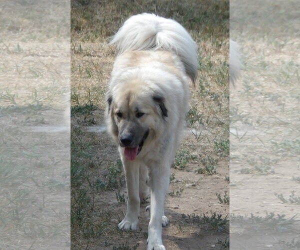 Medium Photo #4 Akbash-Anatolian Shepherd Mix Puppy For Sale in Tabernash, CO, USA
