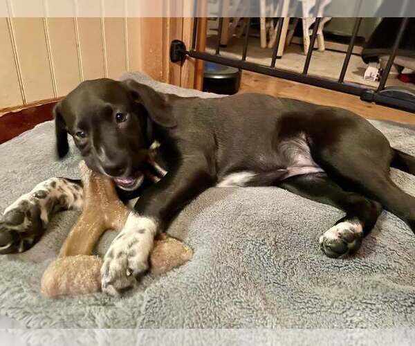 Medium Photo #4 Catahoula Leopard Dog-Labrador Retriever Mix Puppy For Sale in New York, NY, USA
