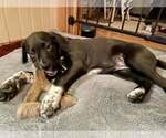 Small #3 Catahoula Leopard Dog-Labrador Retriever Mix