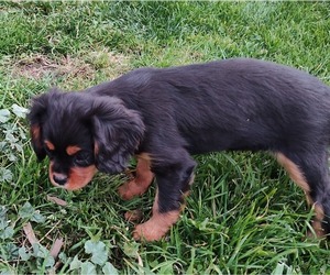 Cavalier King Charles Spaniel Puppy for sale in MORAVIA, NY, USA