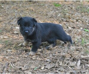 German Shepherd Dog Puppy for sale in POWDER SPRINGS, GA, USA