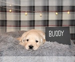 Puppy 7 English Cream Golden Retriever
