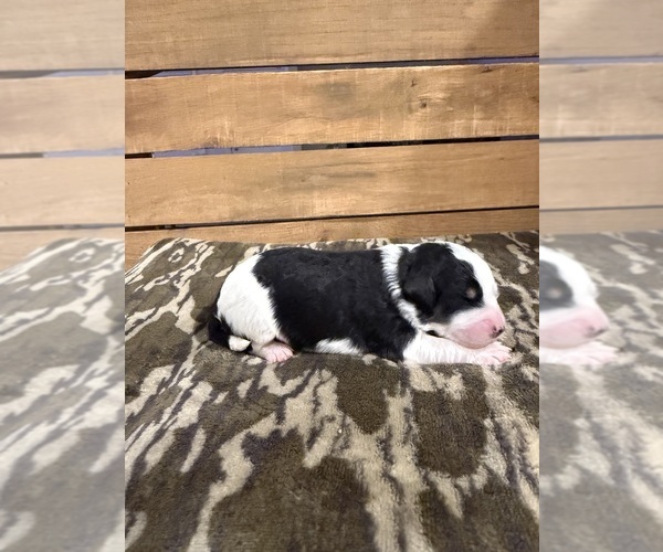 Medium Photo #4 Bernedoodle Puppy For Sale in TROY, NC, USA