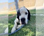 Small German Shorthaired Pointer Mix