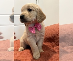 Golden Retriever Puppy for sale in ONTARIO, CA, USA