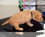Small Photo #32 Golden Retriever Puppy For Sale in POULSBO, WA, USA