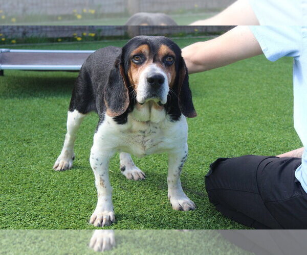 Medium Photo #4 Basset Hound-Unknown Mix Puppy For Sale in Chestertown, MD, USA