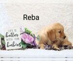 Small Photo #4 Golden Retriever Puppy For Sale in LOYAL, WI, USA