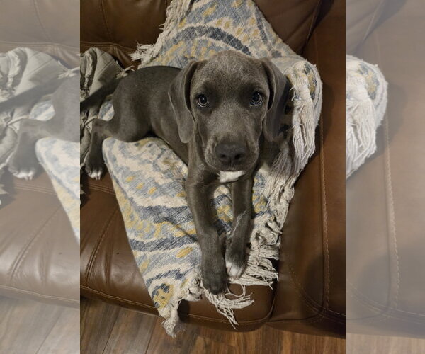 Medium Photo #3 Unknown-Weimaraner Mix Puppy For Sale in Garner, NC, USA