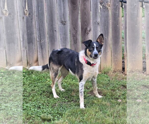 Medium Photo #1 Border Collie-Unknown Mix Puppy For Sale in Social Circle, GA, USA