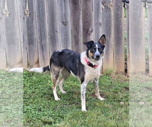 Border Collie-Unknown Mix Dogs for adoption in Social Circle, GA, USA