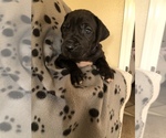 Small Photo #8 Great Dane Puppy For Sale in COLLINSVILLE, OK, USA