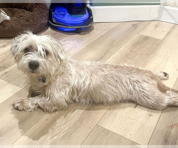 Medium Photo #2 Maltese-Unknown Mix Puppy For Sale in Corona, CA, USA