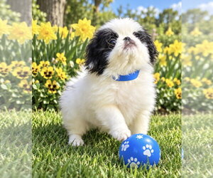 Japanese Chin Dogs for adoption in Bon Carbo, CO, USA