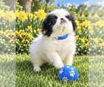 Sonny - Male Japanese Chin Dog for Adoption - Small photo
