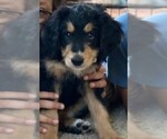 Small Photo #4 Bernedoodle Puppy For Sale in WESTERVILLE, OH, USA