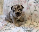 Small #10 French Bulldog