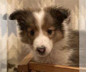 Shetland Sheepdog Puppy for sale in FORT MORGAN, CO, USA