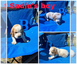 Image preview for Ad Listing. Nickname: Sadies boy