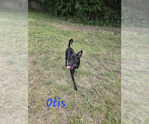 Medium Photo #1 Mutt Puppy For Sale in Jackson, MS, USA