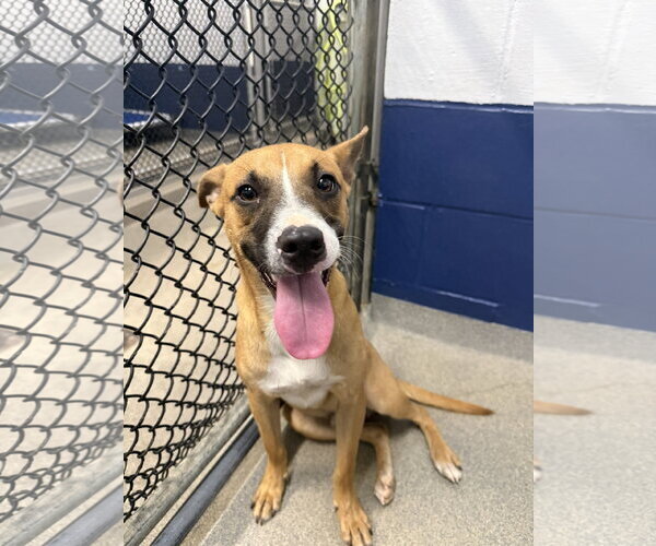 Medium Photo #2 Labrador Retriever-Unknown Mix Puppy For Sale in Sterling, MA, USA