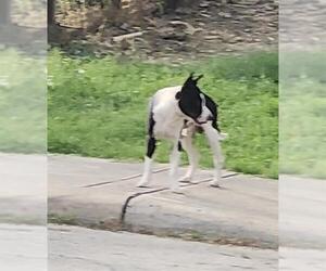 Bull Terrier-Unknown Mix Dogs for adoption in San Antonio, TX, USA