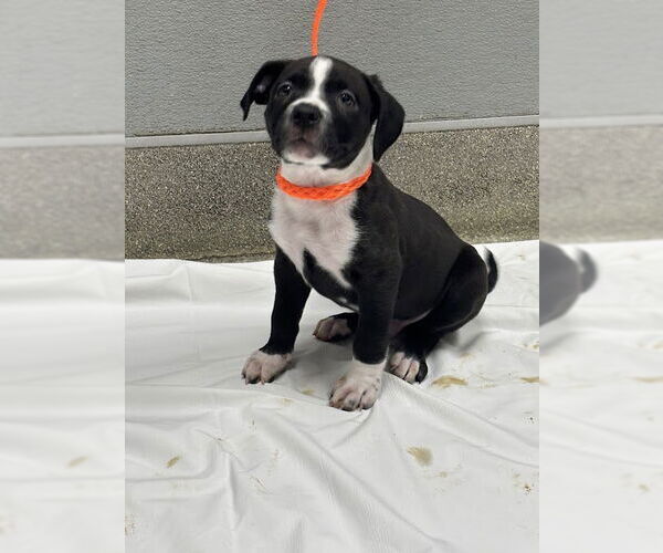 Medium Photo #1 American Pit Bull Terrier-Unknown Mix Puppy For Sale in Las Vegas, NV, USA